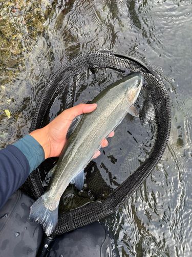 ニジマスの釣果