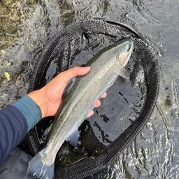 アングラー S.K さんの 2025年11月02日のニジマスの釣り・釣果情報