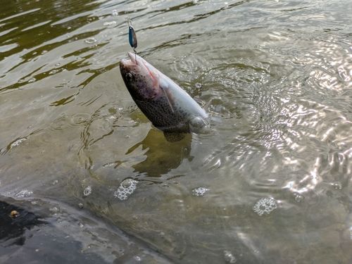 ニジマスの釣果