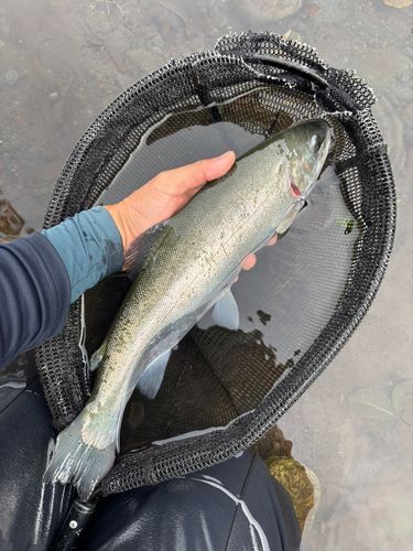 ニジマスの釣果