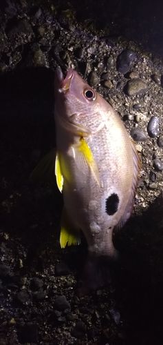 クロホシフエダイの釣果