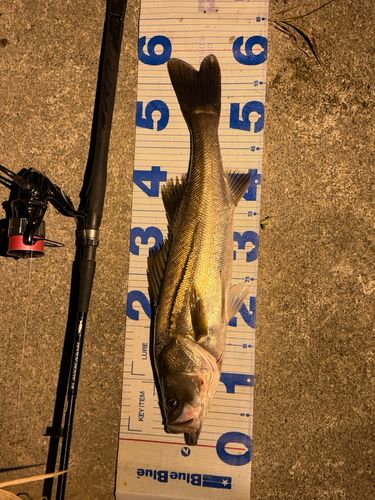 スズキの釣果