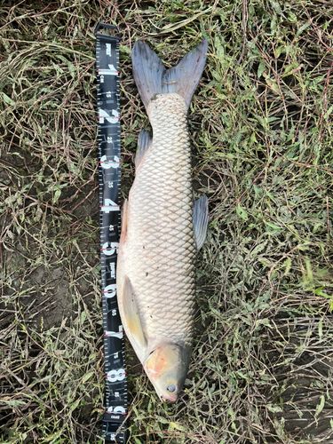 ソウギョの釣果