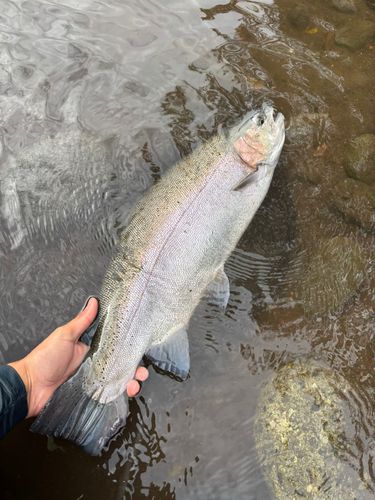 ニジマスの釣果
