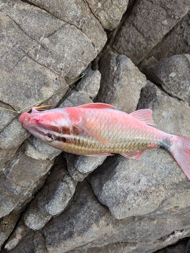 オジサンの釣果