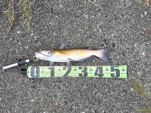 アメリカナマズの釣果