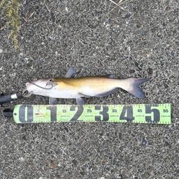 アメリカナマズ