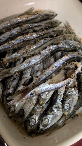 マイワシの釣果