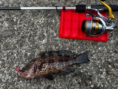 オオモンハタの釣果