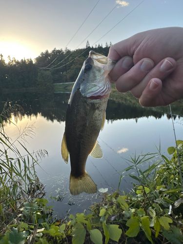 ラージマウスバスの釣果
