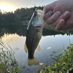 ラージマウスバス