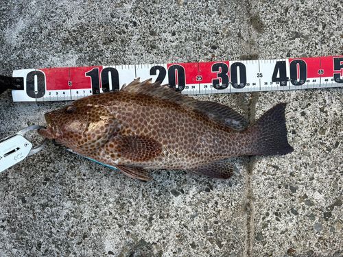 オオモンハタの釣果