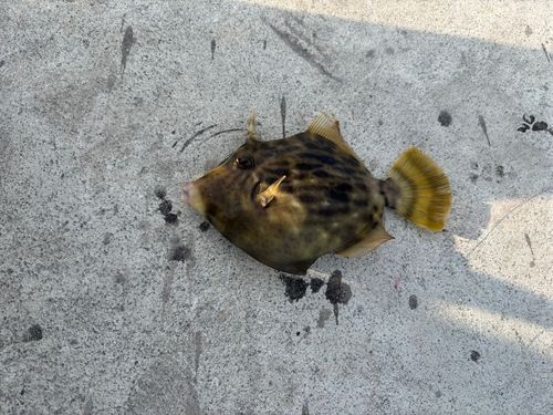 カワハギの釣果