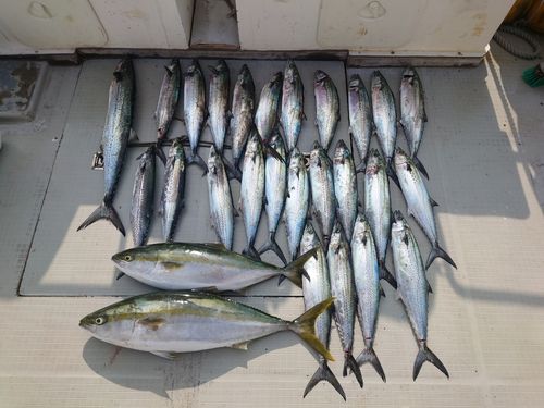 サワラの釣果