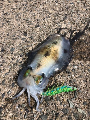 アオリイカの釣果