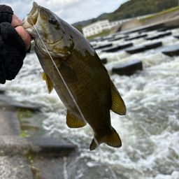 スモールマウスバス