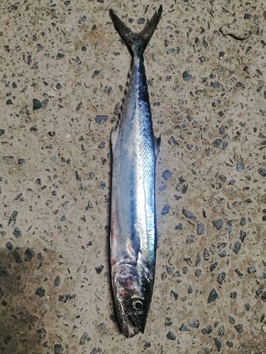 サゴシの釣果