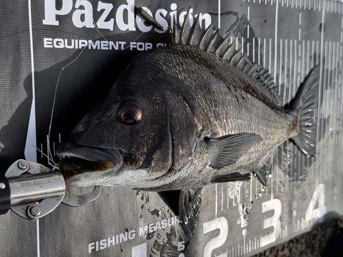チヌの釣果