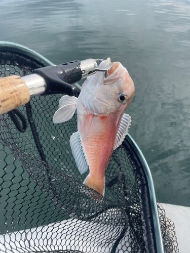シロアマダイの釣果