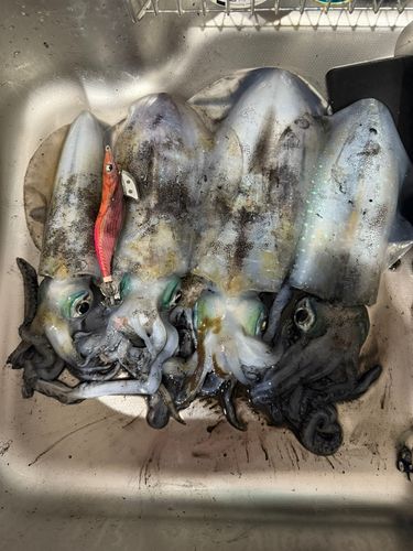 アオリイカの釣果
