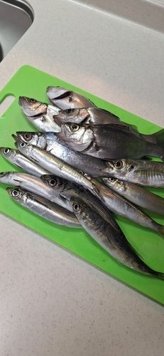 セイゴ（ヒラスズキ）の釣果