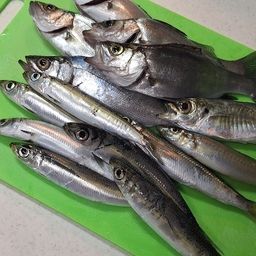 セイゴ（ヒラスズキ）