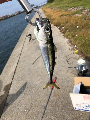 サバの釣果