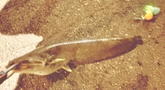 マナマズの釣果