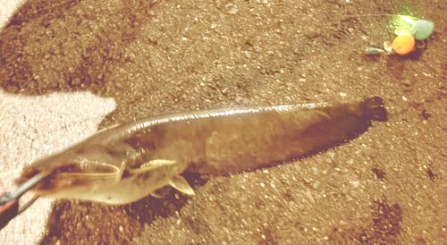 マナマズの釣果