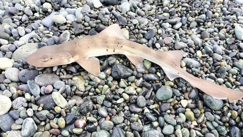 ドチザメの釣果