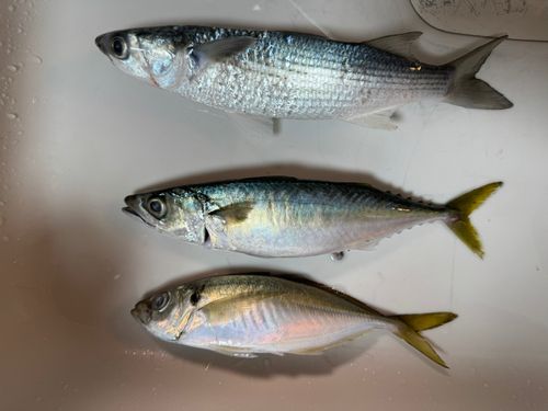 サバの釣果