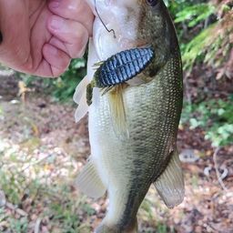 ラージマウスバス