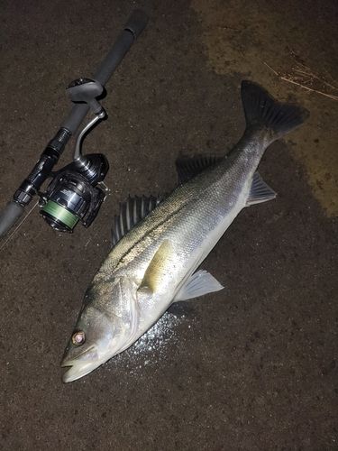 シーバスの釣果