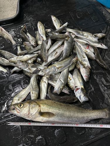 セイゴ（タイリクスズキ）の釣果