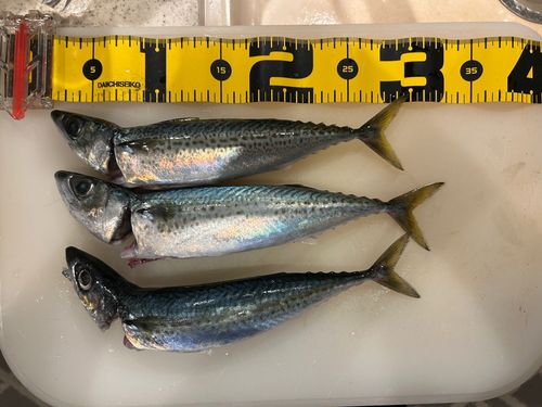 ゴマサバの釣果