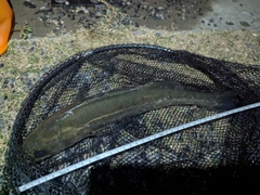 フッコ（マルスズキ）の釣果