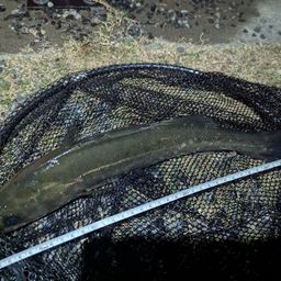 フッコ（マルスズキ）