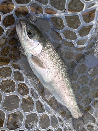 ニジマスの釣果