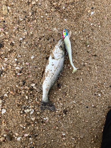 セイゴ（マルスズキ）の釣果
