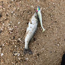 セイゴ（マルスズキ）