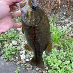 スモールマウスバス