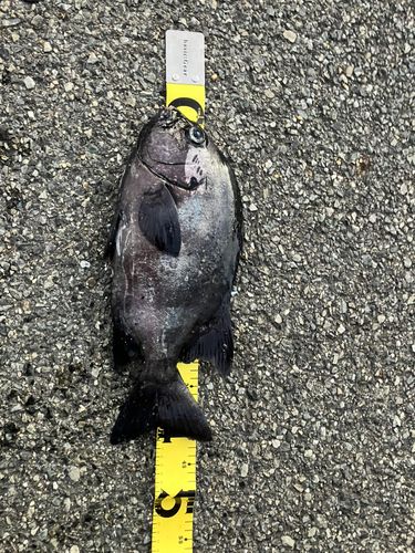 イシダイの釣果