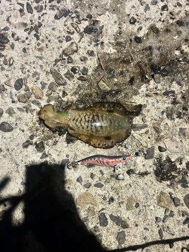 アオリイカの釣果