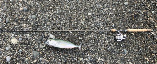 マルソウダの釣果