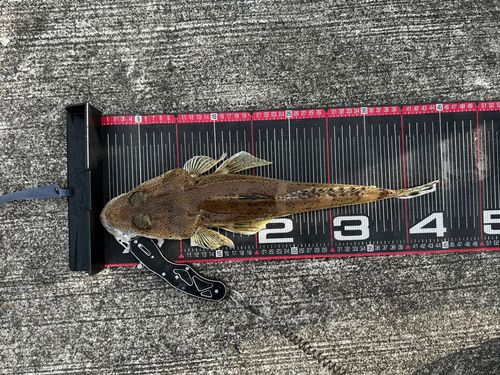 イネゴチの釣果