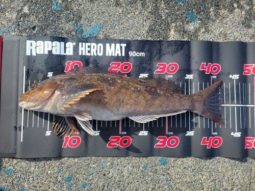 アイナメの釣果