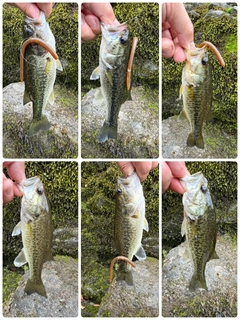 ブラックバスの釣果