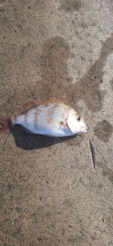 チャリコの釣果