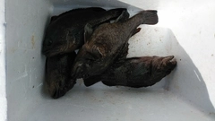 クロソイの釣果