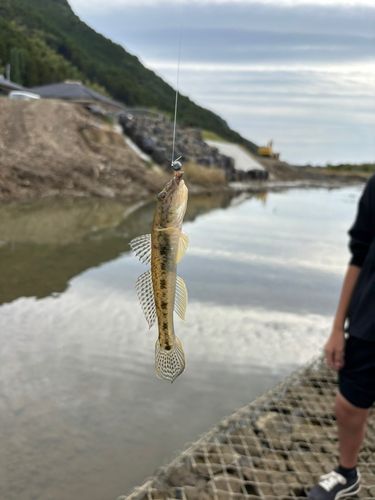 マハゼの釣果